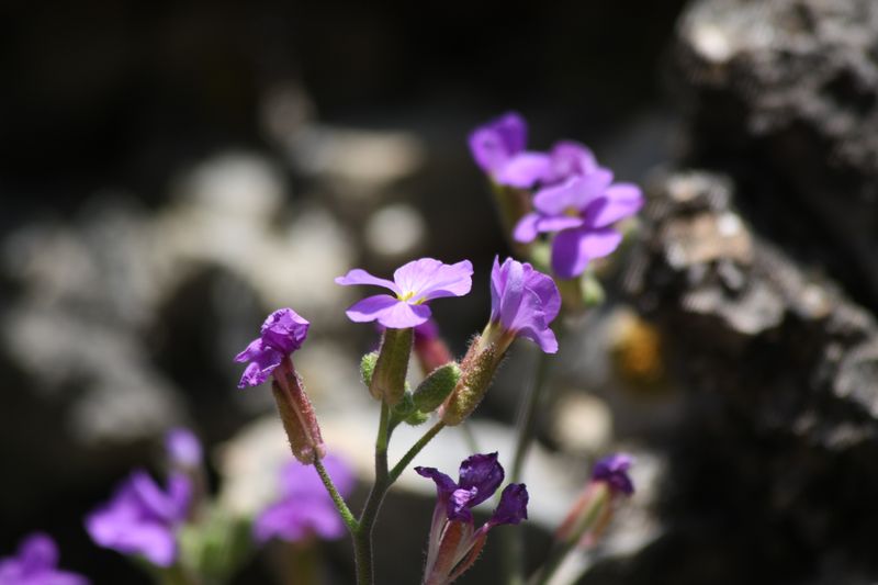Aubrieta deltoidea o thessala?